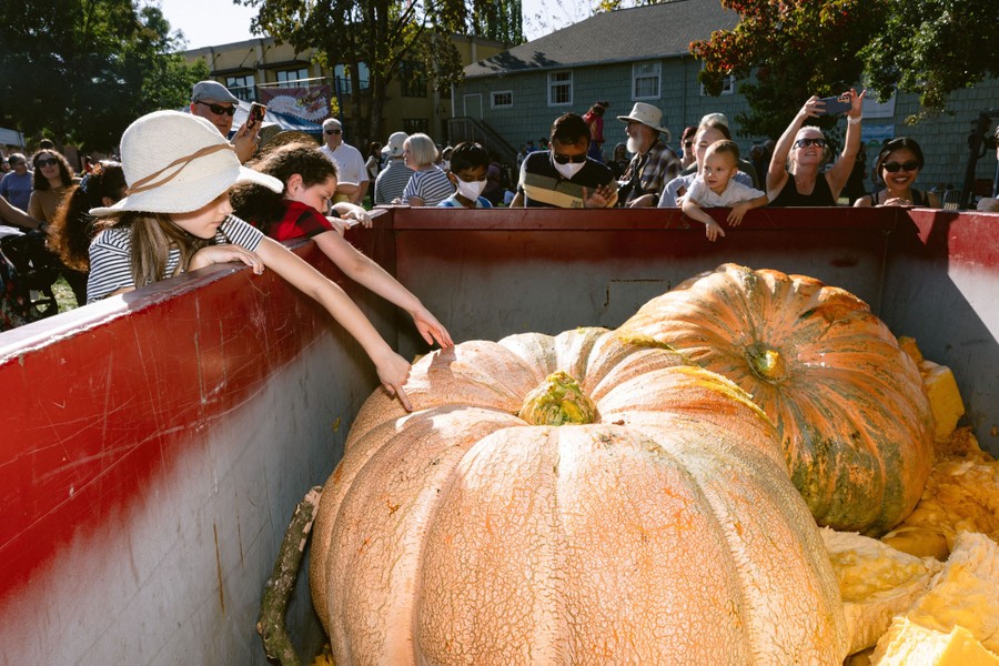 Children reach into a dumpster to poke at one of several giant pumpkins inside.