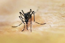 A black-and-white-striped Aedes aegypti mosquito on skin