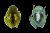 side by side gifs of a frog's underside; on the left, the frog is redder and harder to see through; on the right, the frog is translucent green, with a white blob in the center