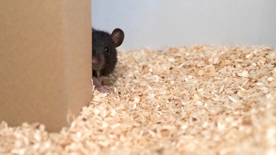 Man v rat: could the long war soon be over?, Science