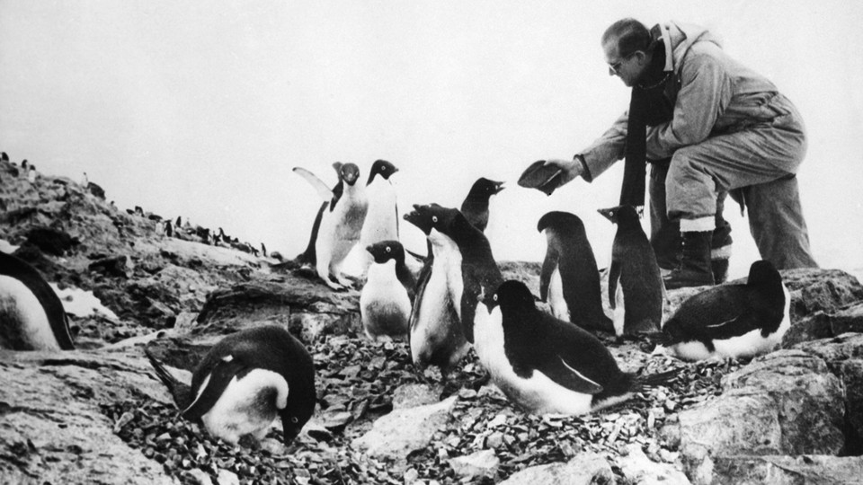 A man feeds a group of penguins.