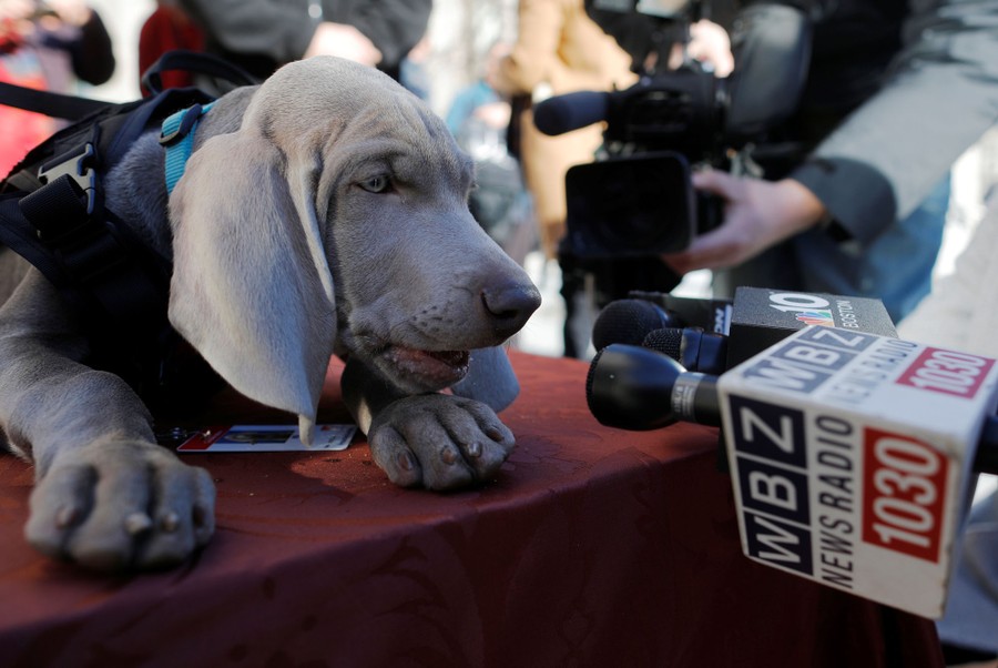 Sound Bites: Dogs on the Microphone - The Atlantic