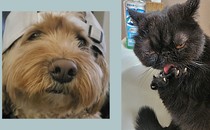 Two side-by-side photos of a blond cockapoo and a black cat grooming its paw