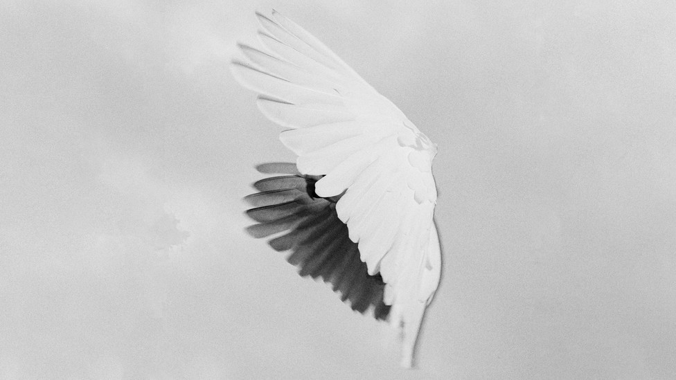 Dove's wings
