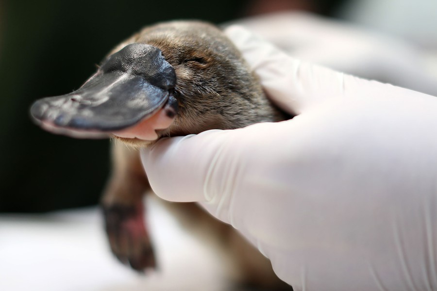 A person wearing surgical gloves holds a small platypus.