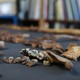 Skeleton teeth on a tablecloth 