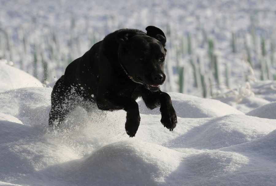 A black dog runs through the snow.