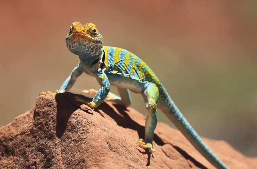A collared lizard basks on a rock.