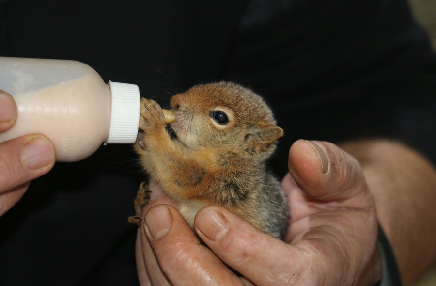 A person bottle-feeds a small squirrel kit.