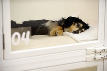 A sick puppy
