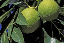 Two yellow-green breadfruits on a branch with large leaves in the sun