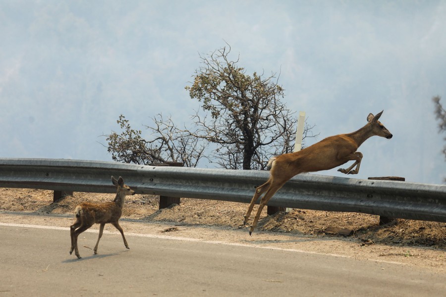 A young deer and an older one approach and leap over a guard rail on the side of a road.