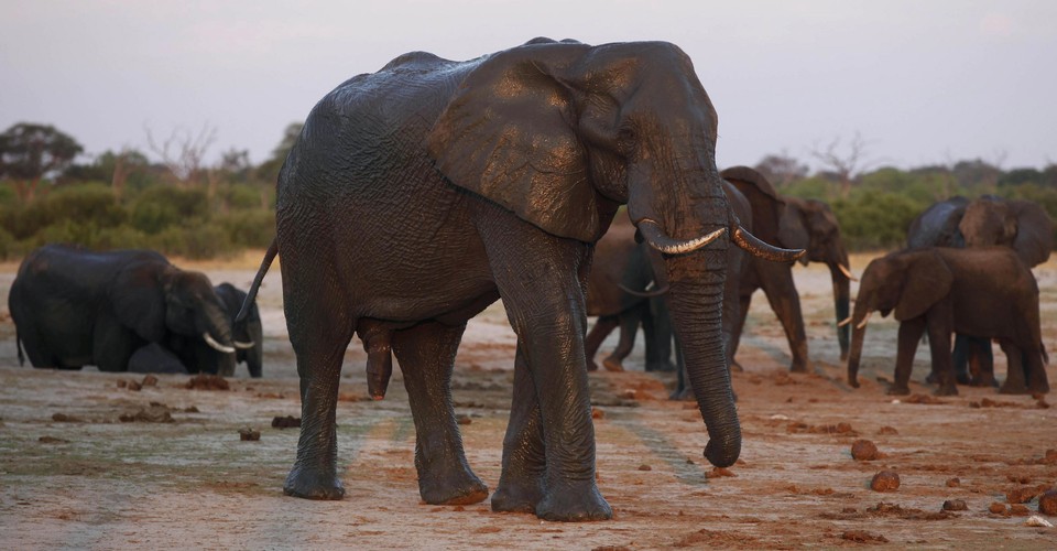 Robert Mugabe S Birthday Celebration Will Include Elephant Meat The Atlantic