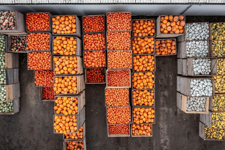 A top-down view of dozens of open crates, each full of varying types of pumpkins.