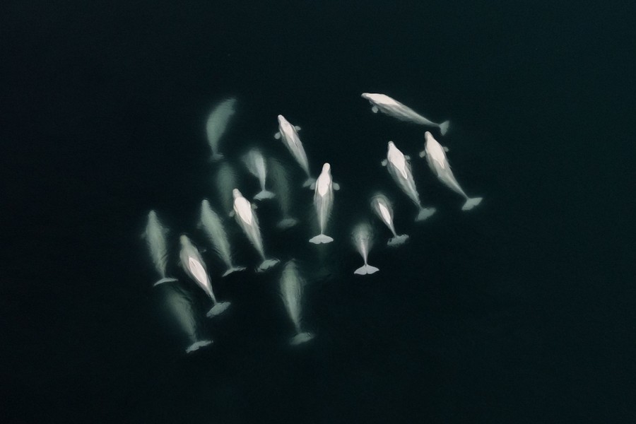 An aerial view of about 18 Beluga whales swimming