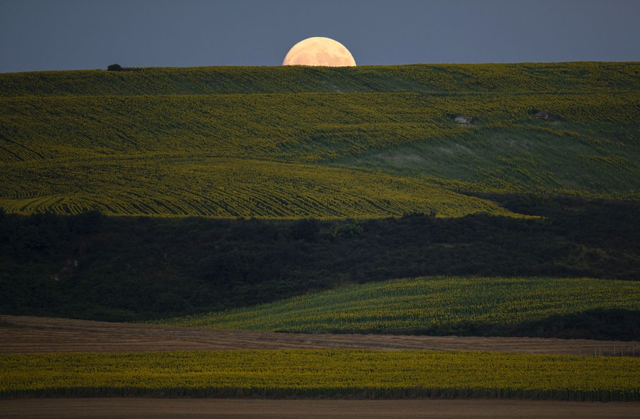 The moon rises over the horizon, behind a field.