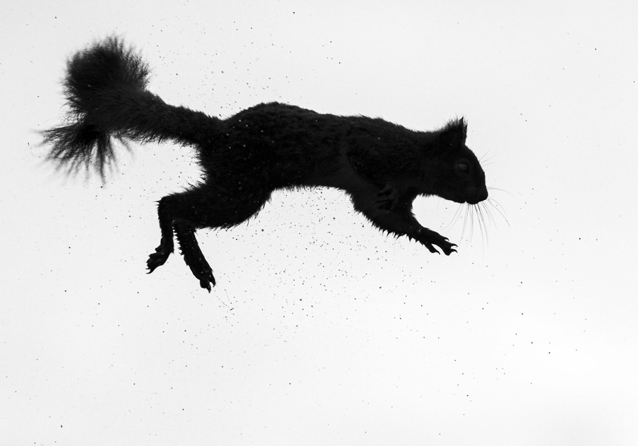 A wet jumping squirrel, seen in mid-air, with droplets of water flying in the air