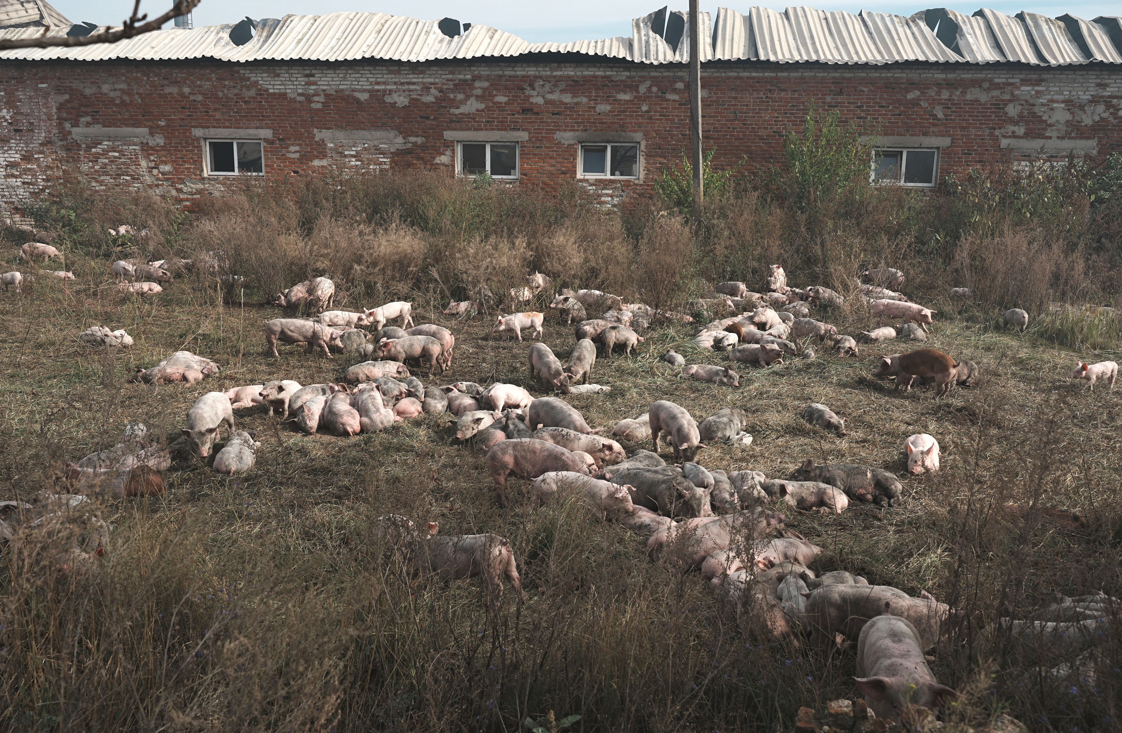 Dozens of pigs gather in a field beside a damaged farm building.