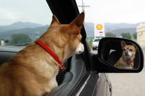 A dog stares at its own reflection in a car mirror.