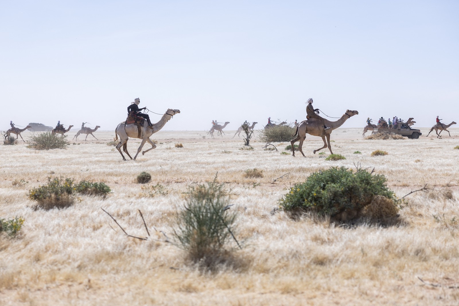 Participants in a camel race ride through a field.