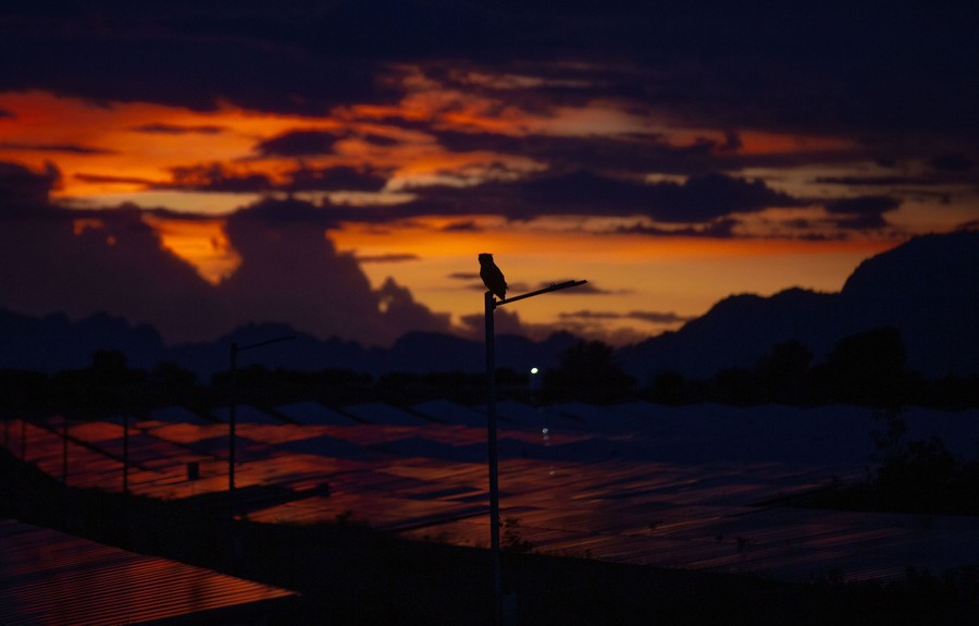 Un hibou est perché sur un poteau parmi des panneaux solaires au coucher du soleil.