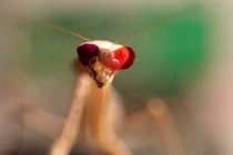 A mantis with 3-D glasses