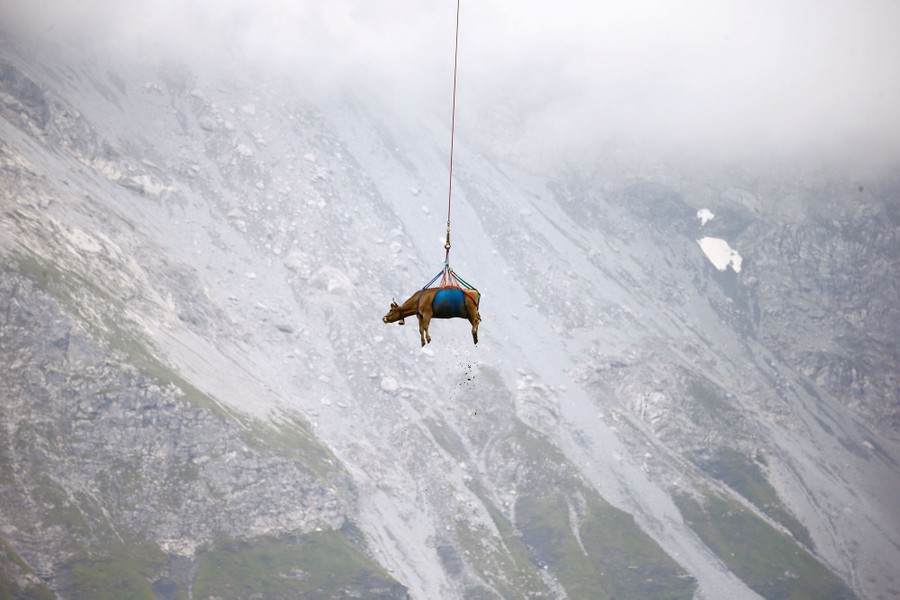 A cow dangles from a rope beneath a helicopter in a mountainous area.
