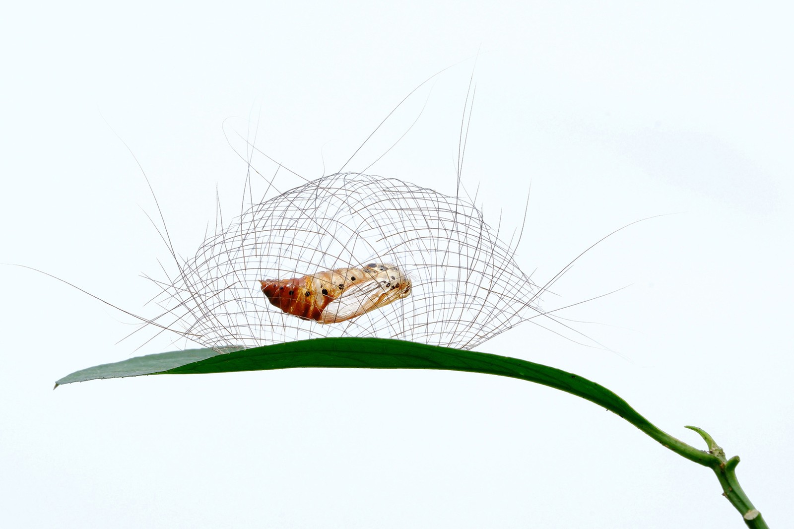 A chrysalis held in a basket-like weave of sticks on a leaf.