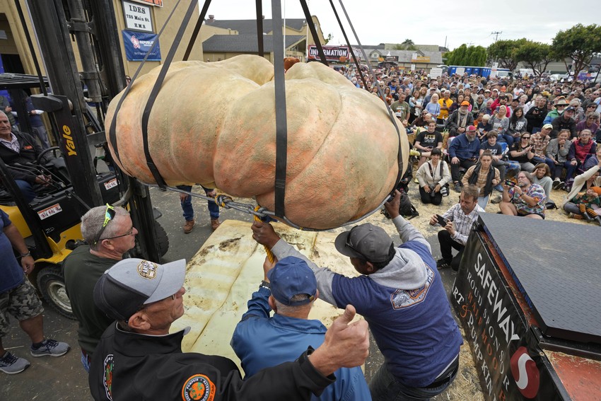 The Dream of a 3,000Pound Pumpkin The Atlantic
