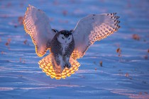A snowy owl spreads its wings while landing on snow, its feathers backlit by low sun.