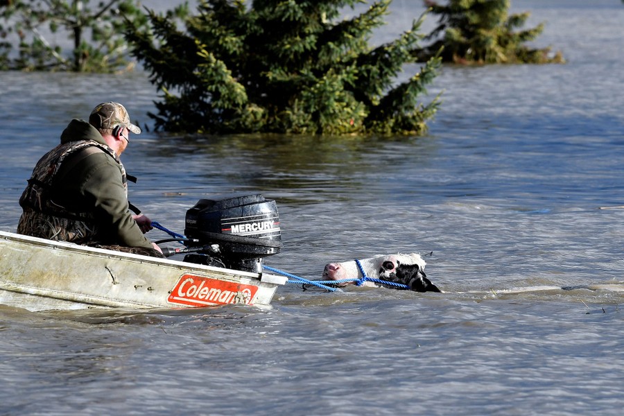 A person in a small boat pulls a rope to lead a swimming cow out of deep floodwater.