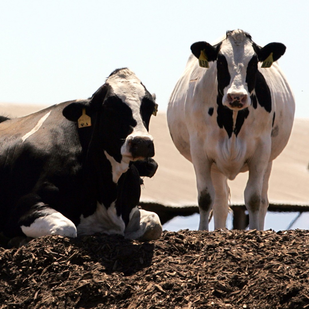 The Health Battle Behind Milk The Atlantic The Health Battle Behind Milk The Atlantic