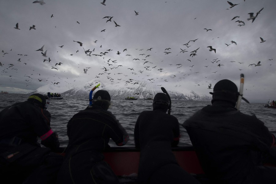 People in several small inflatable boats float among seagulls flying over a section of a fjord.