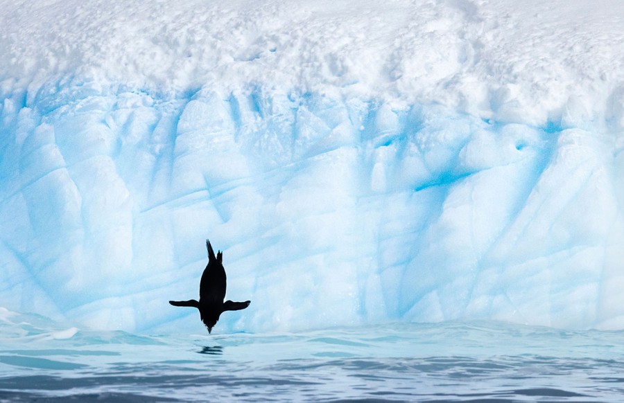 A penguin dives into the water from an iceberg.