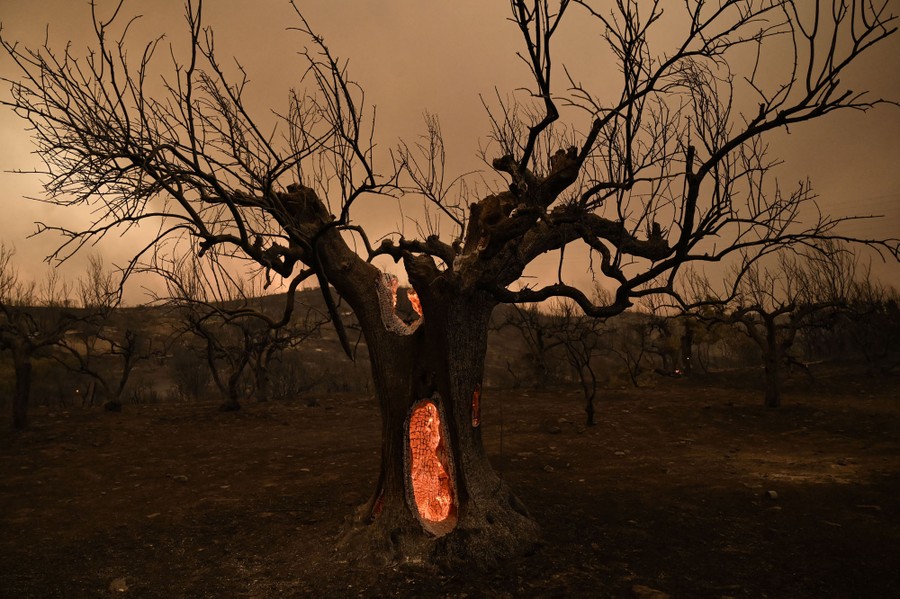 A scorched olive tree grove. The tree at center still burns inside, with glowing embers visible through holes in the trunk.