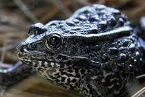 A dusky gopher frog