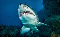 A shark bares its teeth, swimming next to a coral reef.