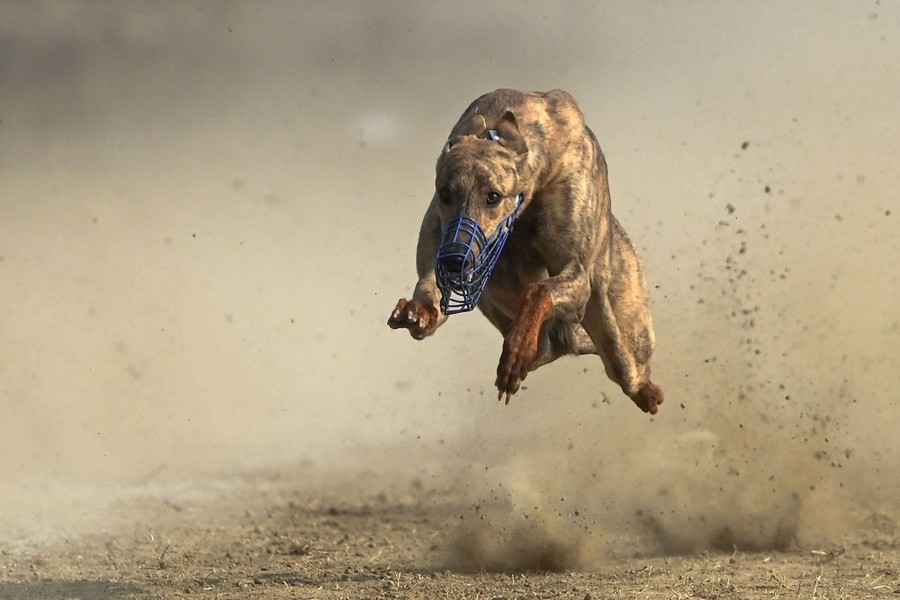 A racing dog kicks up dirt on a track as it runs.