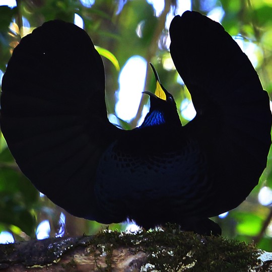 Bird of hot sale paradise black