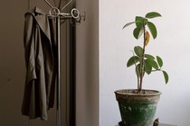 a coat on a hanger in the background, a plant on a table in the foreground