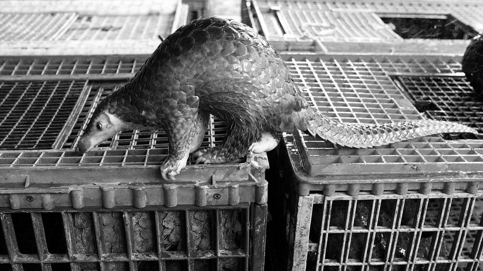 A confiscated pangolin