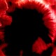 Abstract picture of red shapes radiating from black hole