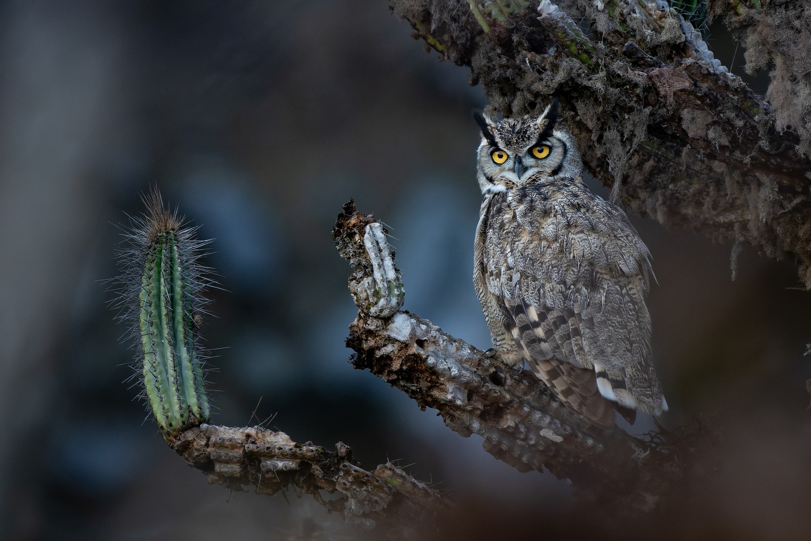A horned owl, perched on a dried cactus.
