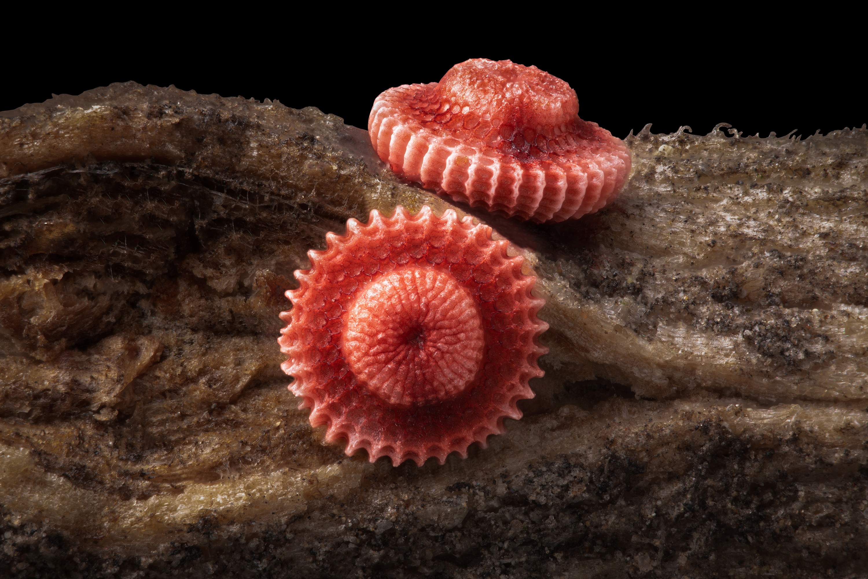 A microscopic view of two butterfly eggs, looking like tiny red hats