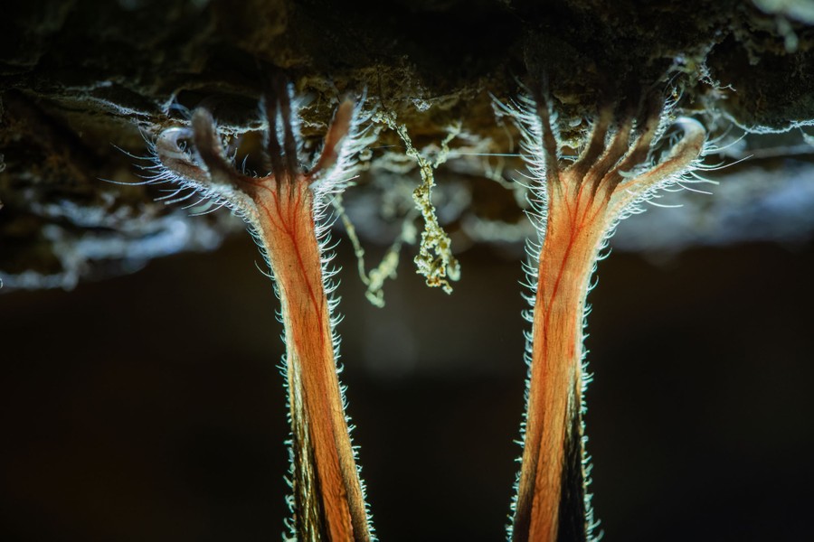 A close view of a bat's feet and claws, as it hangs from the roof of a mine tunnel.