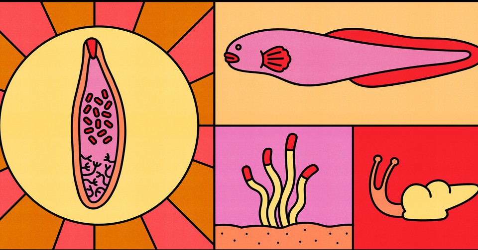 20 Minutes Labs: Candy Rock Cycle - Yellow Scope