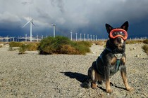 Dog in front of wind turbines