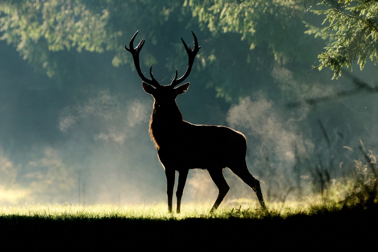 A stag stands in silhouette in a park.