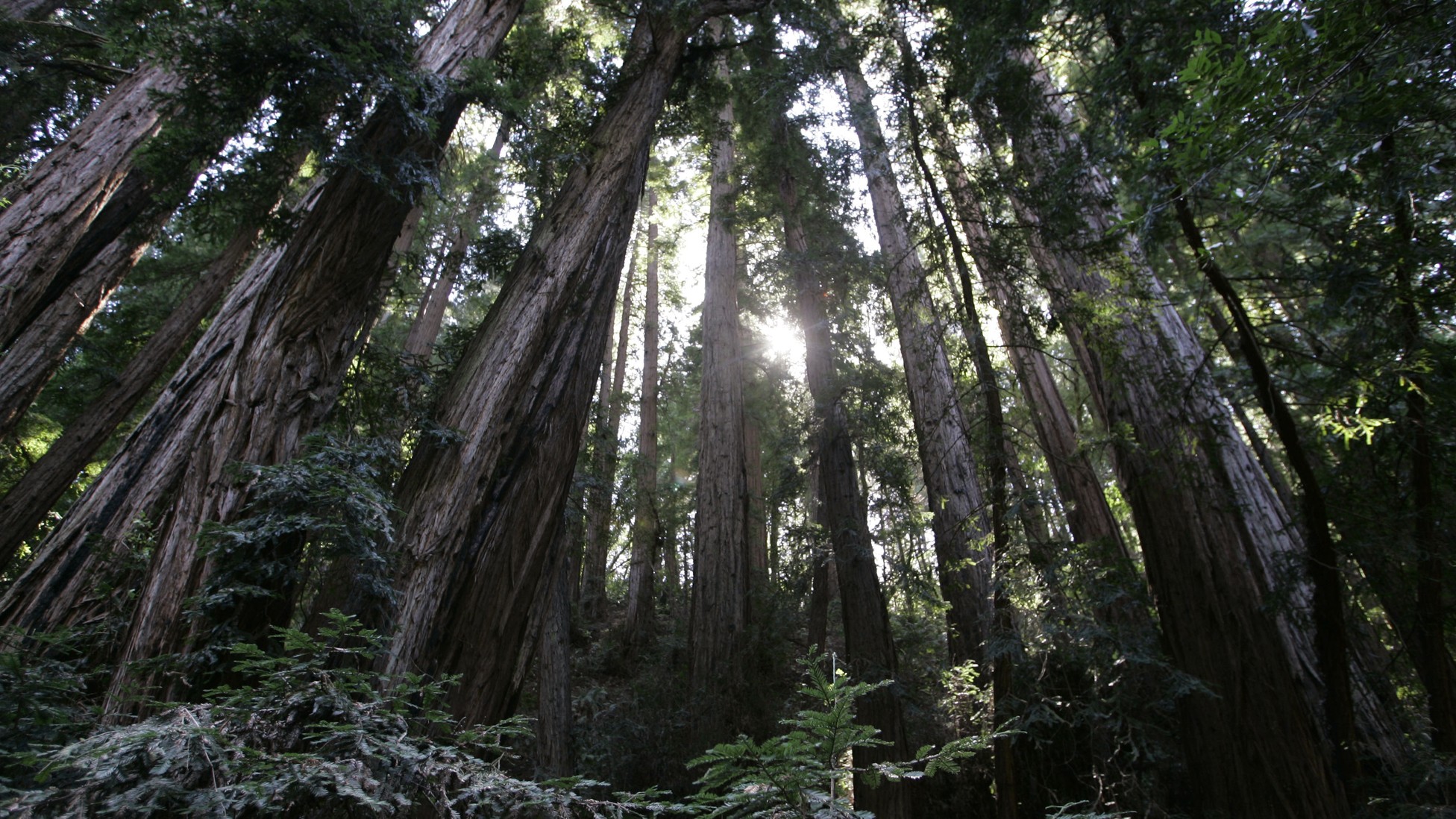 Tree Surfing and Other Lofty Pleasures - The Atlantic