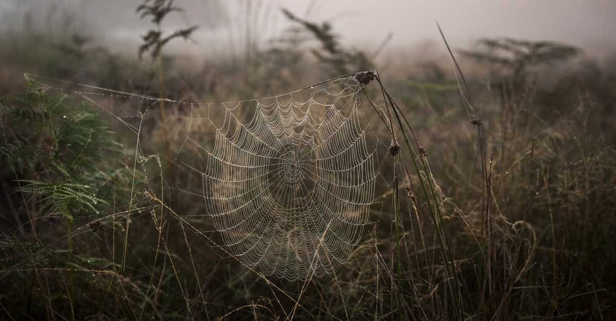 Spiders May Be Quietly Disappearing